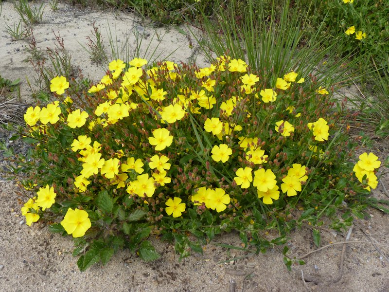 Halimium alyssoides en fleurs dans les landes siliceuses du sud-ouest de la France